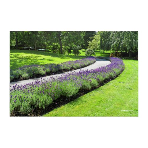 Stunning Lavender_Lined Garden Walk Landscape Acrylic Print