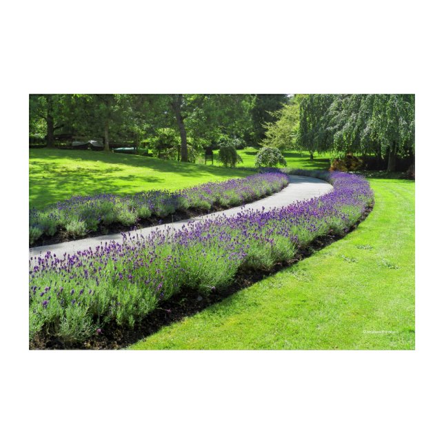 Stunning Lavender-Lined Garden Walk Landscape Acrylic Print (Front)