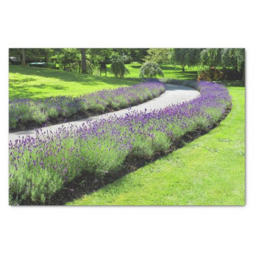 Stunning Lavender_Lined Garden Walk Landscape Tissue Paper