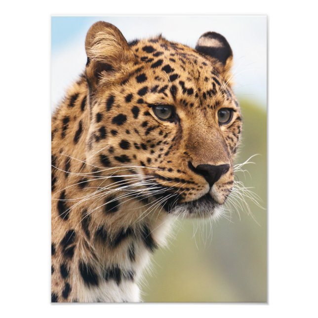 Stunning leopard portrait photo print (Front)