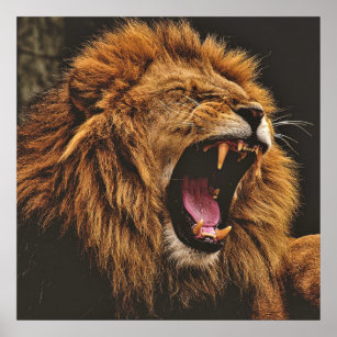 Stunning lion  roaring poster