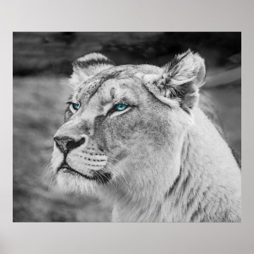 Stunning lioness with blue eyes poster