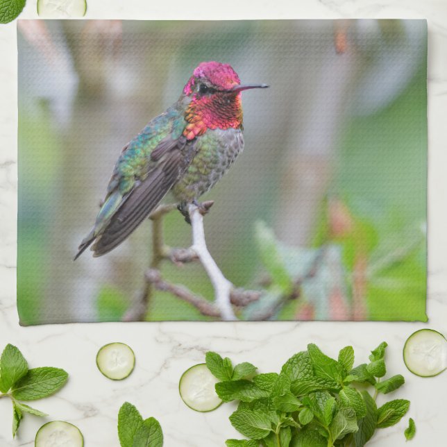 Stunning Male Anna's Hummingbird in Plum Tree Kitchen Towel (Folded)