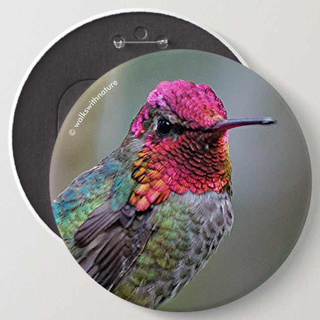 Stunning Male Anna's Hummingbird on the Plum Tree Button (Front & Back)