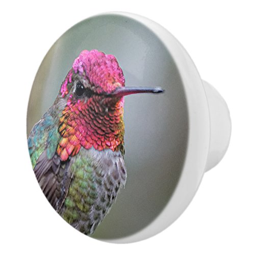 Stunning Male Annas Hummingbird on the Plum Tree Ceramic Knob