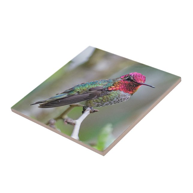 Stunning Male Anna's Hummingbird on the Plum Tree Ceramic Tile (Side)