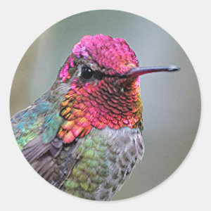 Stunning Male Anna's Hummingbird on the Plum Tree Classic Round Sticker