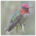 Stunning Male Anna&#39;s Hummingbird on the Plum Tree Fabric