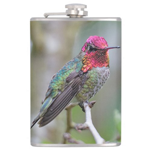 Stunning Male Annas Hummingbird on the Plum Tree Hip Flask