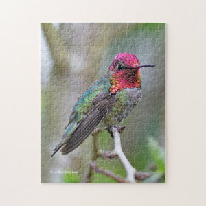 Stunning Male Anna's Hummingbird on the Plum Tree Jigsaw Puzzle