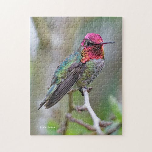 Stunning Male Annas Hummingbird on the Plum Tree Jigsaw Puzzle