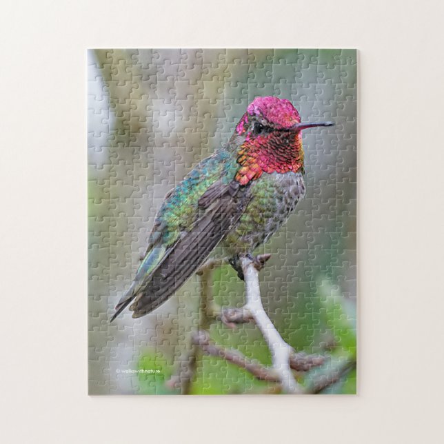 Stunning Male Anna's Hummingbird on the Plum Tree Jigsaw Puzzle (Vertical)
