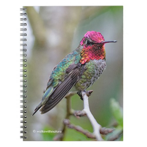 Stunning Male Annas Hummingbird on the Plum Tree Notebook