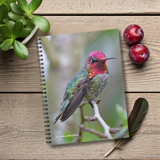Stunning Male Anna's Hummingbird on the Plum Tree Notebook (Stunning Anna's Hummingbird on the Plum Tree Journal Cover Photo)