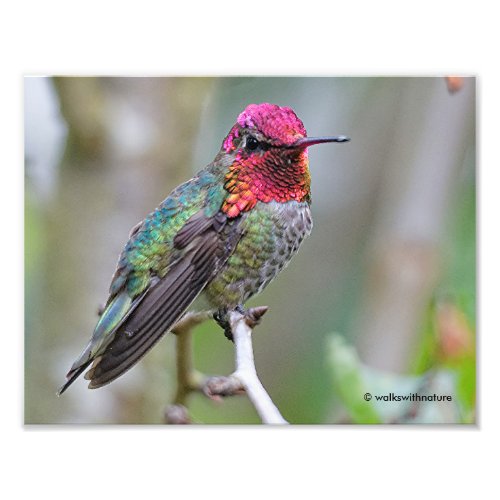 Stunning Male Annas Hummingbird on the Plum Tree Photo Print