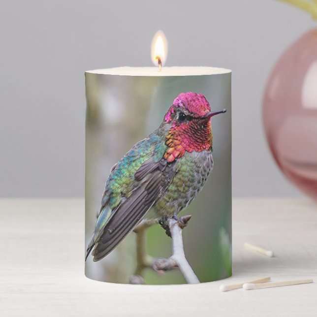 Stunning Male Anna's Hummingbird on the Plum Tree Pillar Candle (In Situ)