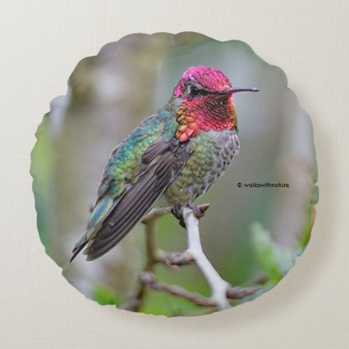 Stunning Male Annas Hummingbird on the Plum Tree Round Pillow