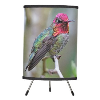 Stunning Male Anna's Hummingbird on the Plum Tree
