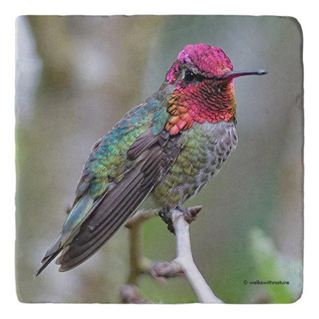 Stunning Male Anna's Hummingbird on the Plum Tree Trivet (Front)