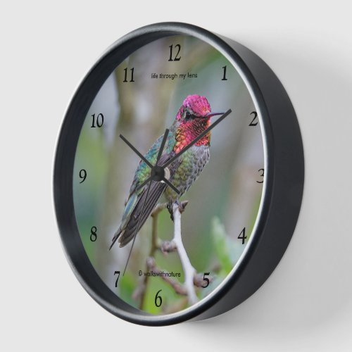 Stunning Male Annas Hummingbird on the Plum Tree Wall Clock