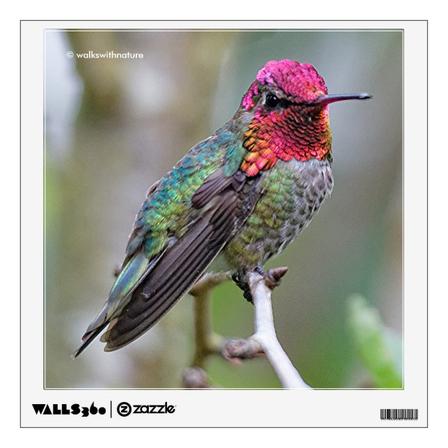 Stunning Male Anna's Hummingbird on the Plum Tree Wall Decal (Front)