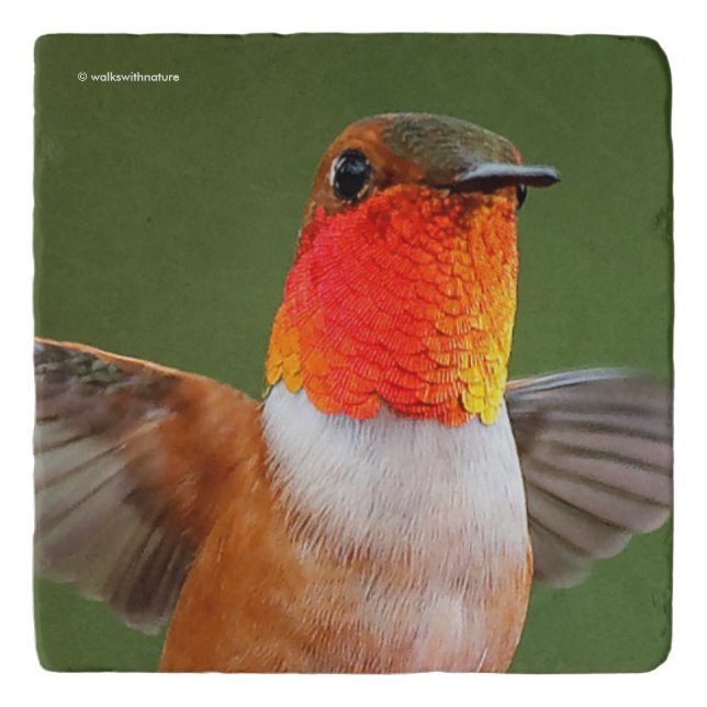 Stunning Male Rufous Hummingbird Flying Jewel Trivet (Front)