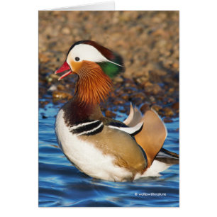 Stunning Mandarin Duck at the Pond Greeting