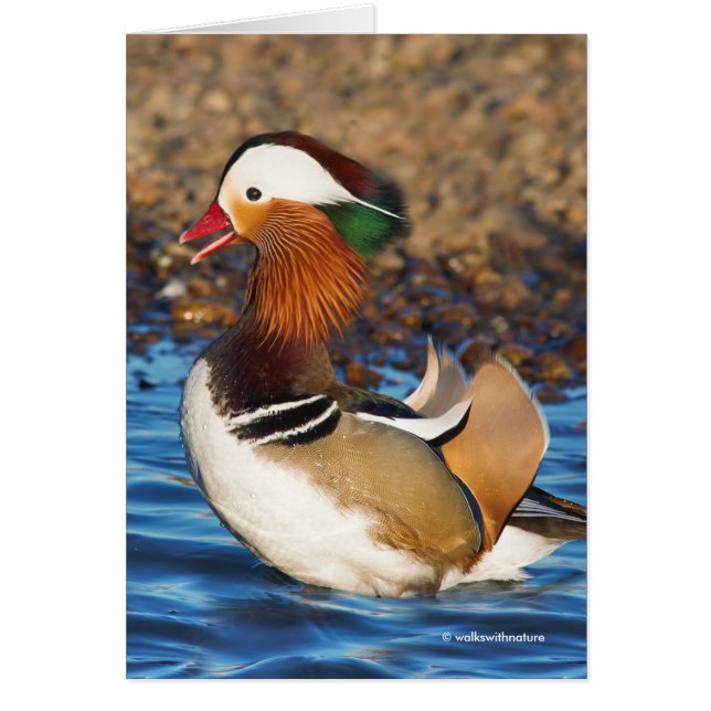 Stunning Mandarin Duck at the Pond Greeting (Front)