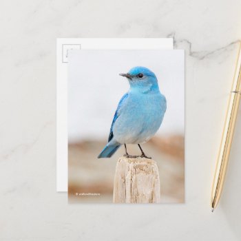 Stunning Mountain Bluebird Songbird at Beach Postcard
