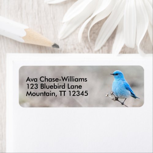 Stunning Mountain Bluebird Songbird on Tansy Label
