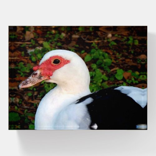 Stunning Muscovy Duck Hen Paperweight