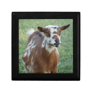 Stunning Nigerian Dwarf Goat Pictured on a Gift Box