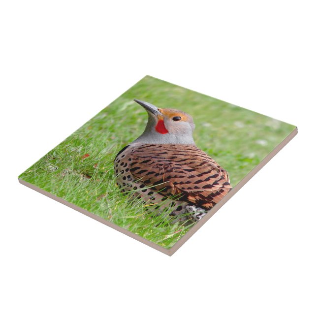Stunning Northern Flicker Foraging in the Grass Ceramic Tile (Side)