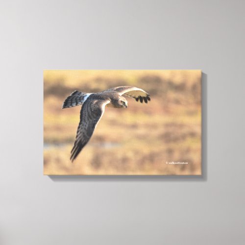 Stunning Northern Harrier on the Hunt in the Marsh Canvas Print
