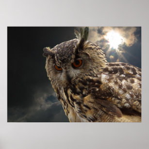 Stunning Owl Photography Series Poster