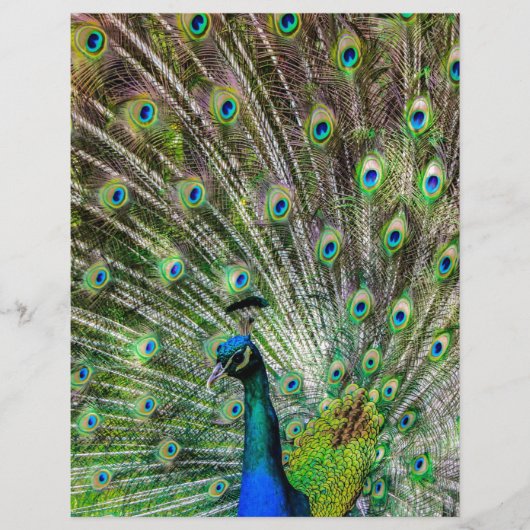 Stunning Peacock  and feathers photo accessories (Front)