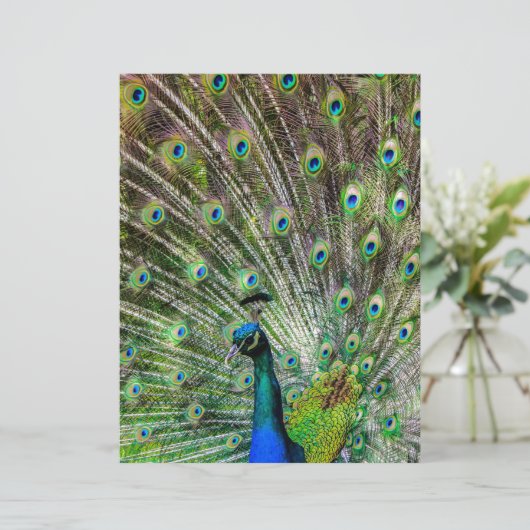 Stunning Peacock and feathers photo accessories (Standing Front)