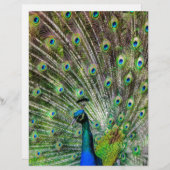 Stunning Peacock  and feathers photo accessories (Front/Back)