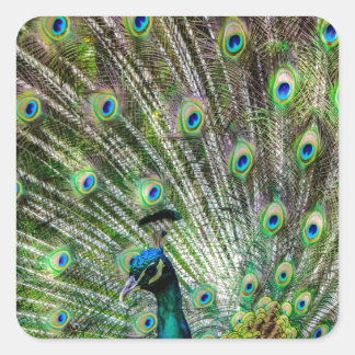 Stunning Peacock and feathers photo accessories Square Sticker
