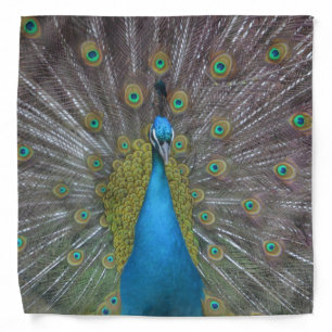 Stunning Peacock Bandana