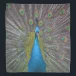 Stunning Peacock Bandana<br><div class="desc">This bandana features a gorgeous peacock who lives at Chatfield Hollow Farm in Killingworth, Connecticut. This farm is also a bed and breakfast... .an amazing beautiful and interesting place to stay while visiting Connecticut attractions. chfbandb.com and chatfieldfarm.com</div>