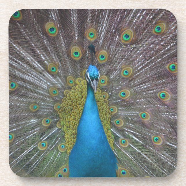 Stunning Peacock Beverage Coaster (Front)