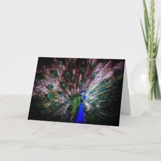 Stunning Peacock, Greeting Card