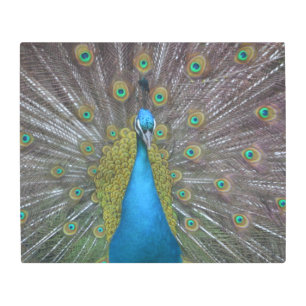 Stunning Peacock Metal Print