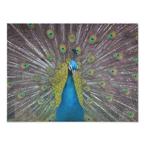 Stunning Peacock Photo Print