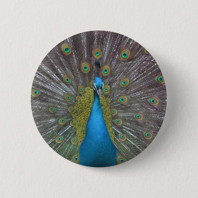 Stunning Peacock Pinback Button (Front)