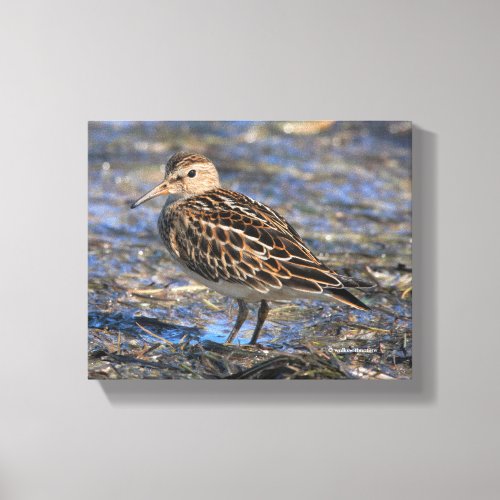 Stunning Pectoral Sandpiper Shorebird on the Beach Canvas Print