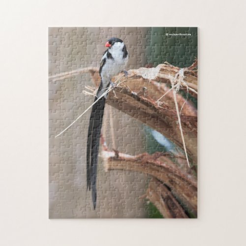 Stunning Pin_Tailed Whydah Songbird Jigsaw Puzzle