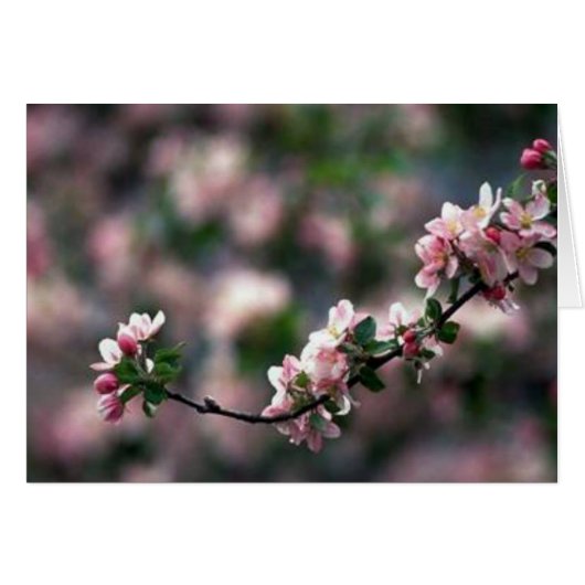 Stunning Pink Cherry Blossoms Cards (Front Horizontal)