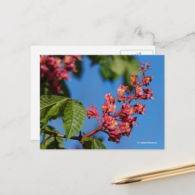Stunning Pink Horse Chestnut Blossoms Postcard (Front/Back In Situ)